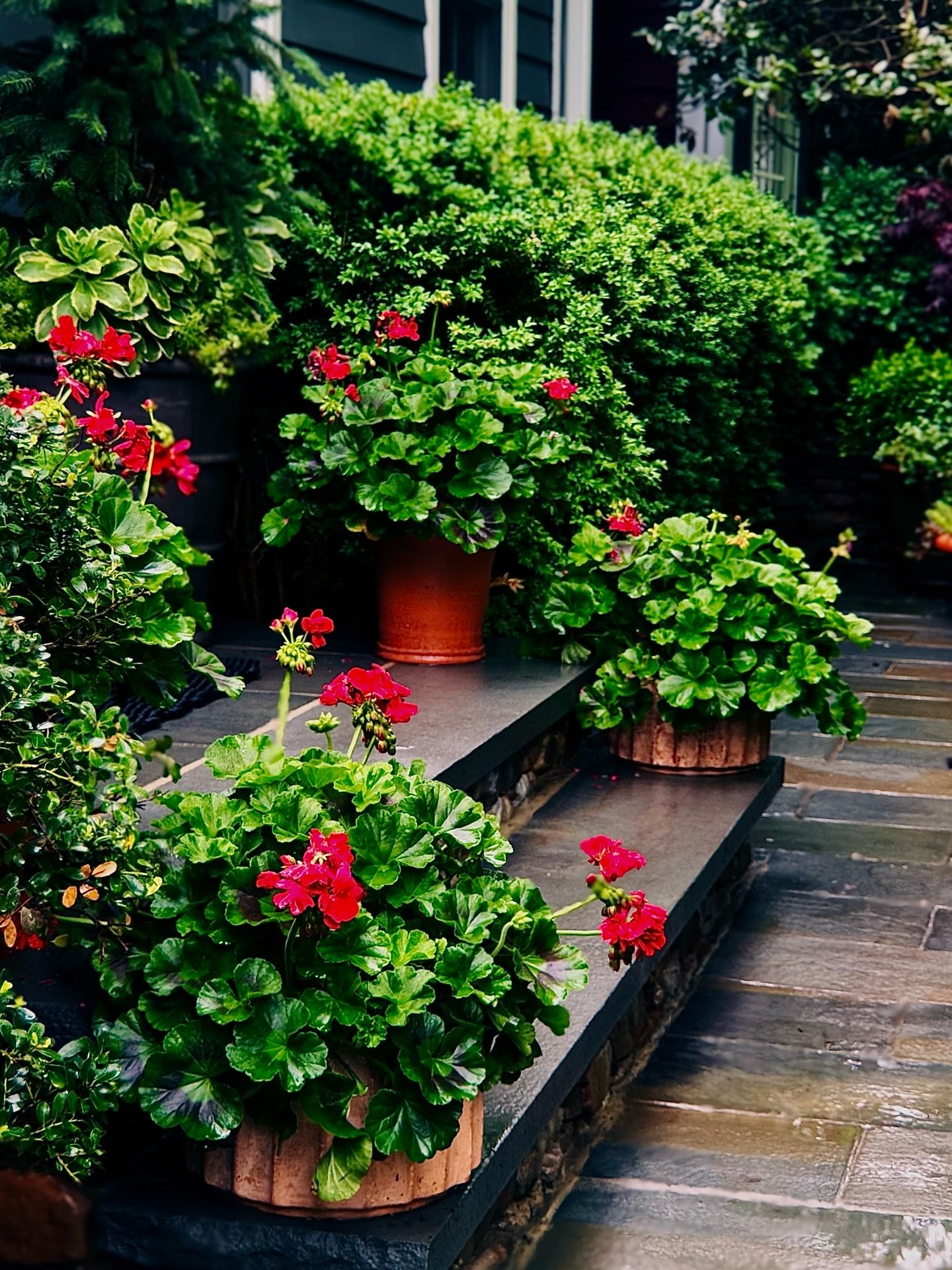 Home, in the rain. 
__
Photos: @simoudis
#jerryrose #jerryrosehomeandgarden #containerplanting