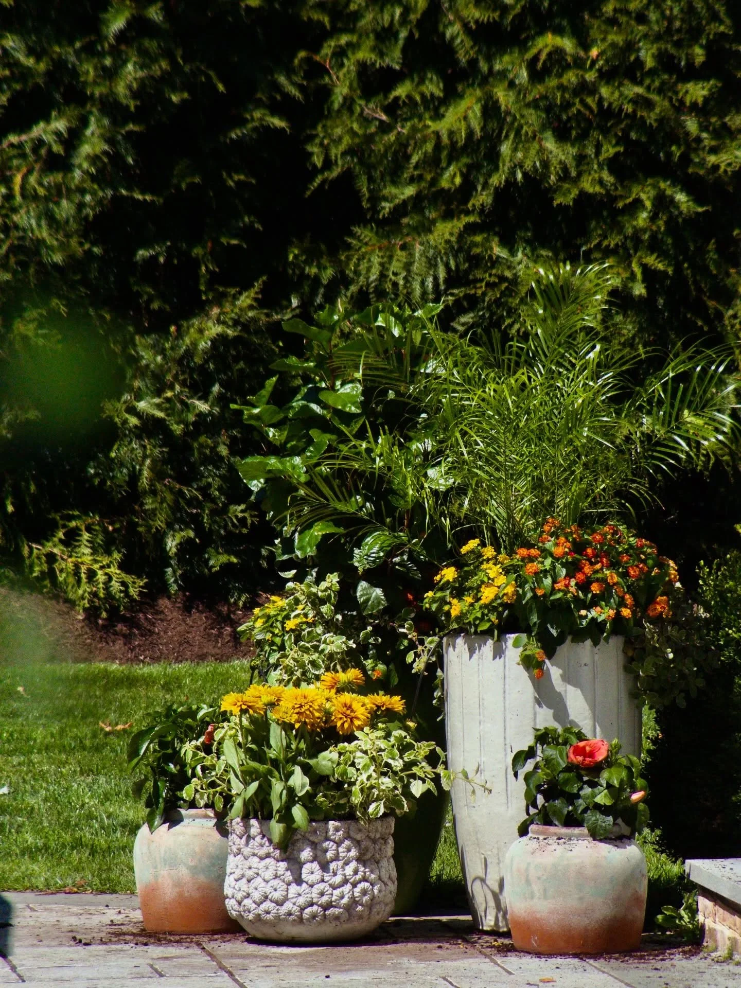 Into summer.
__
Photos: @simoudis
#jerryrose #jerryrosehomeandgarden #containerplanting
