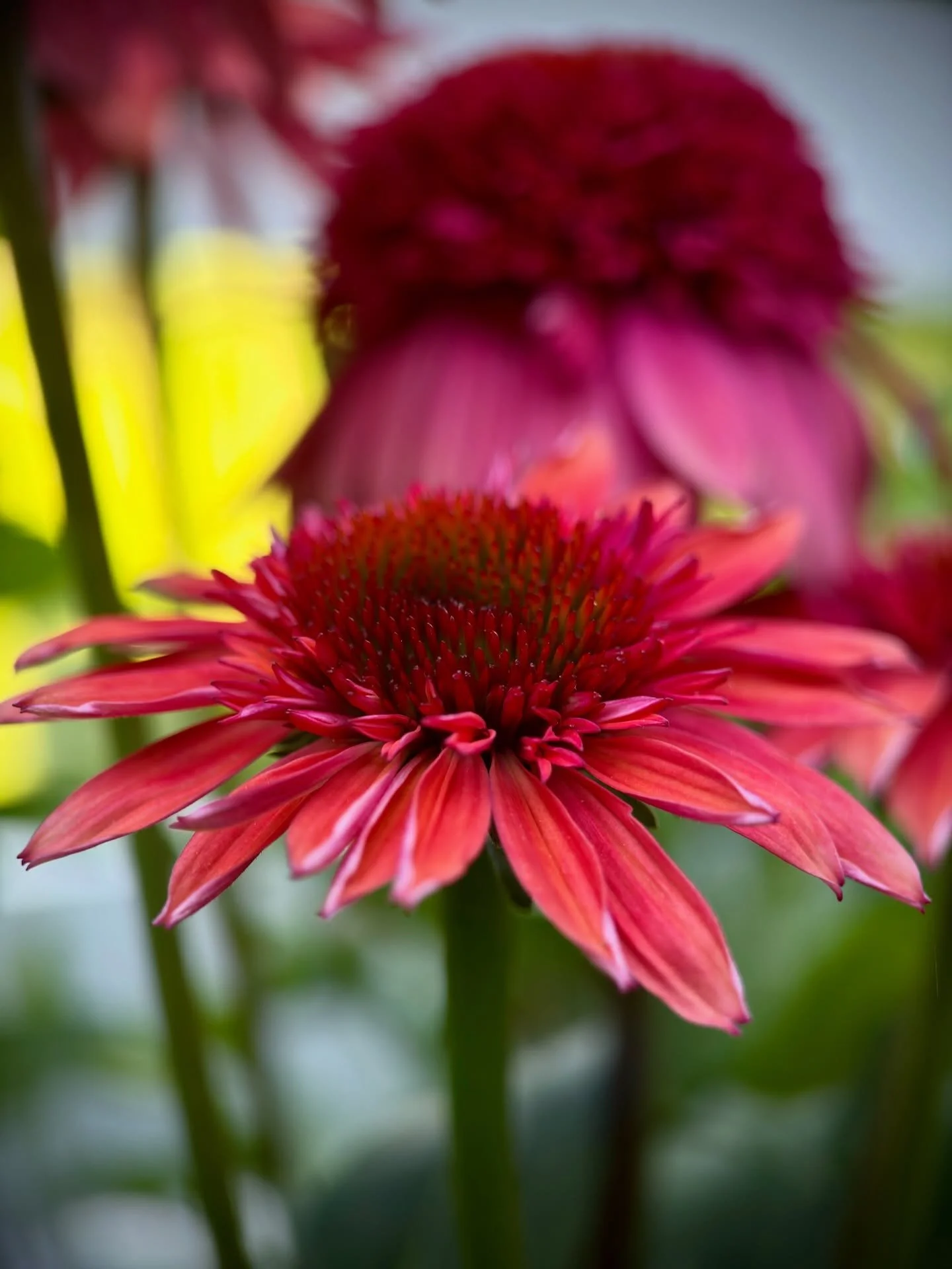 Echinacea - the more you look the more there is to see. 
__
Photos: @simoudis 
#jerryrose #jerryrosehomeandgarden #containergarden #echinacea #macro