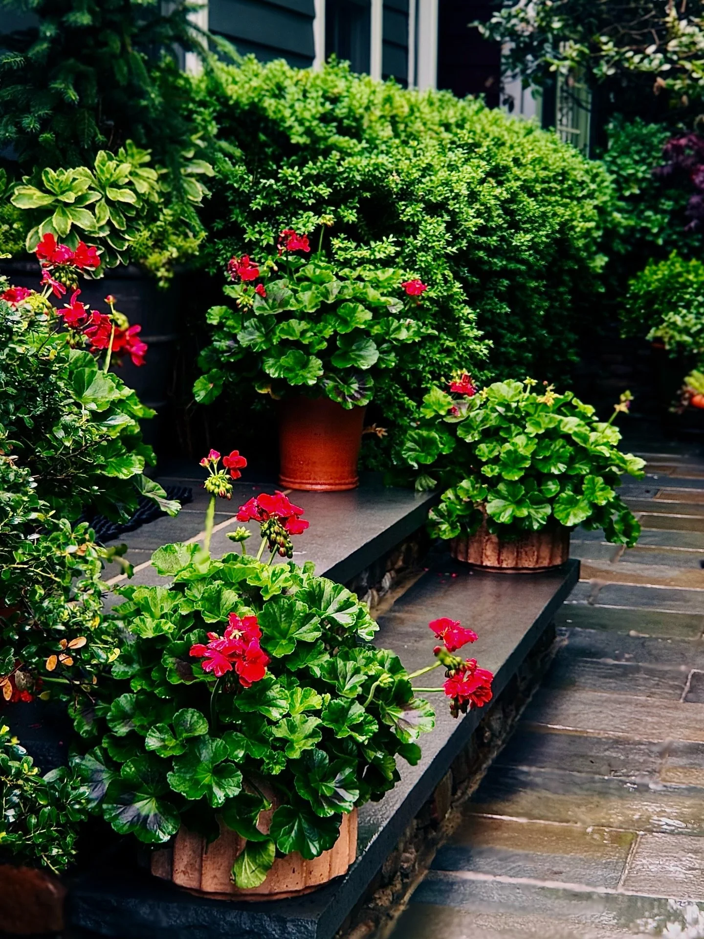 Home, in the rain. 
__
Photos: @simoudis
#jerryrose #jerryrosehomeandgarden #containerplanting