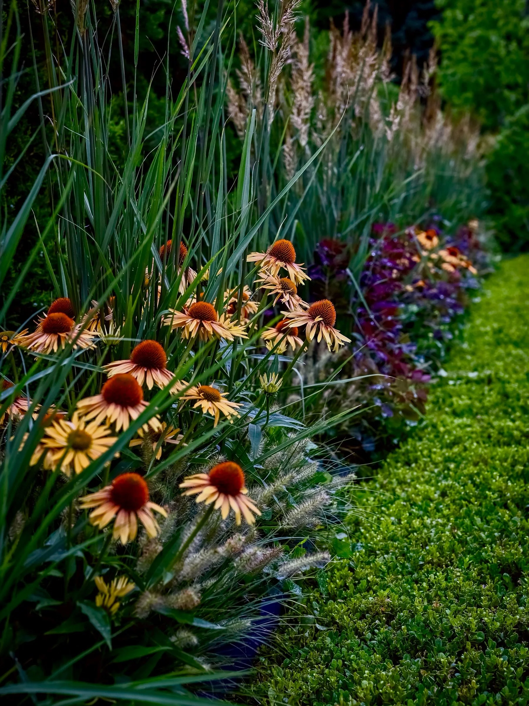 Layers in the garden. 
__
Photos: @simoudis 
#jerryrose #jerryrosehomeandgarden #gardens #echinacea #teamjerryrose