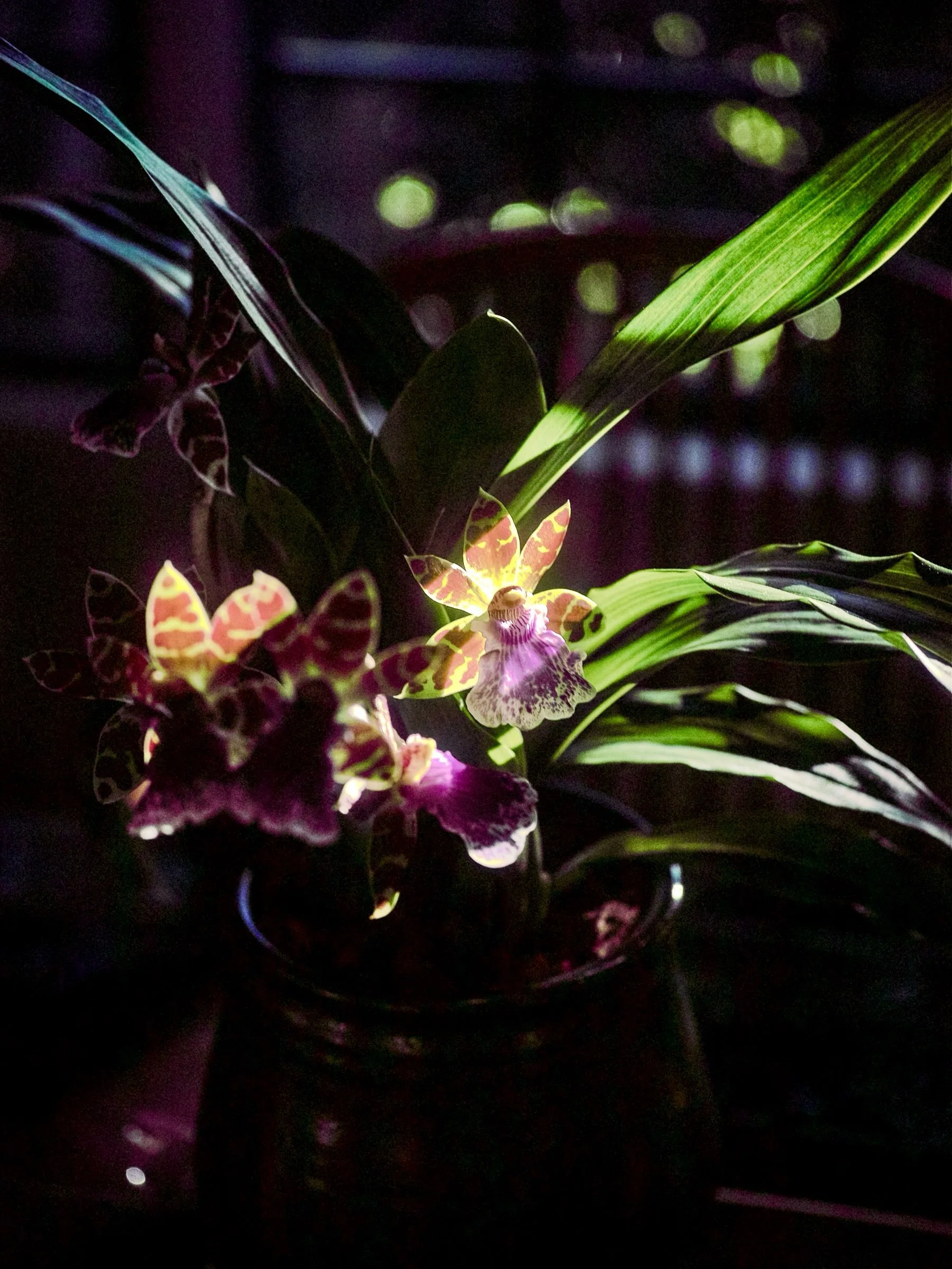 Some orchids ask to be admired. Others ask to be studied up close. 
__
Photos: @simoudis
#jerryrose #jerryrosehomeandgarden #orchids #zygopetalum #teamjerryrose