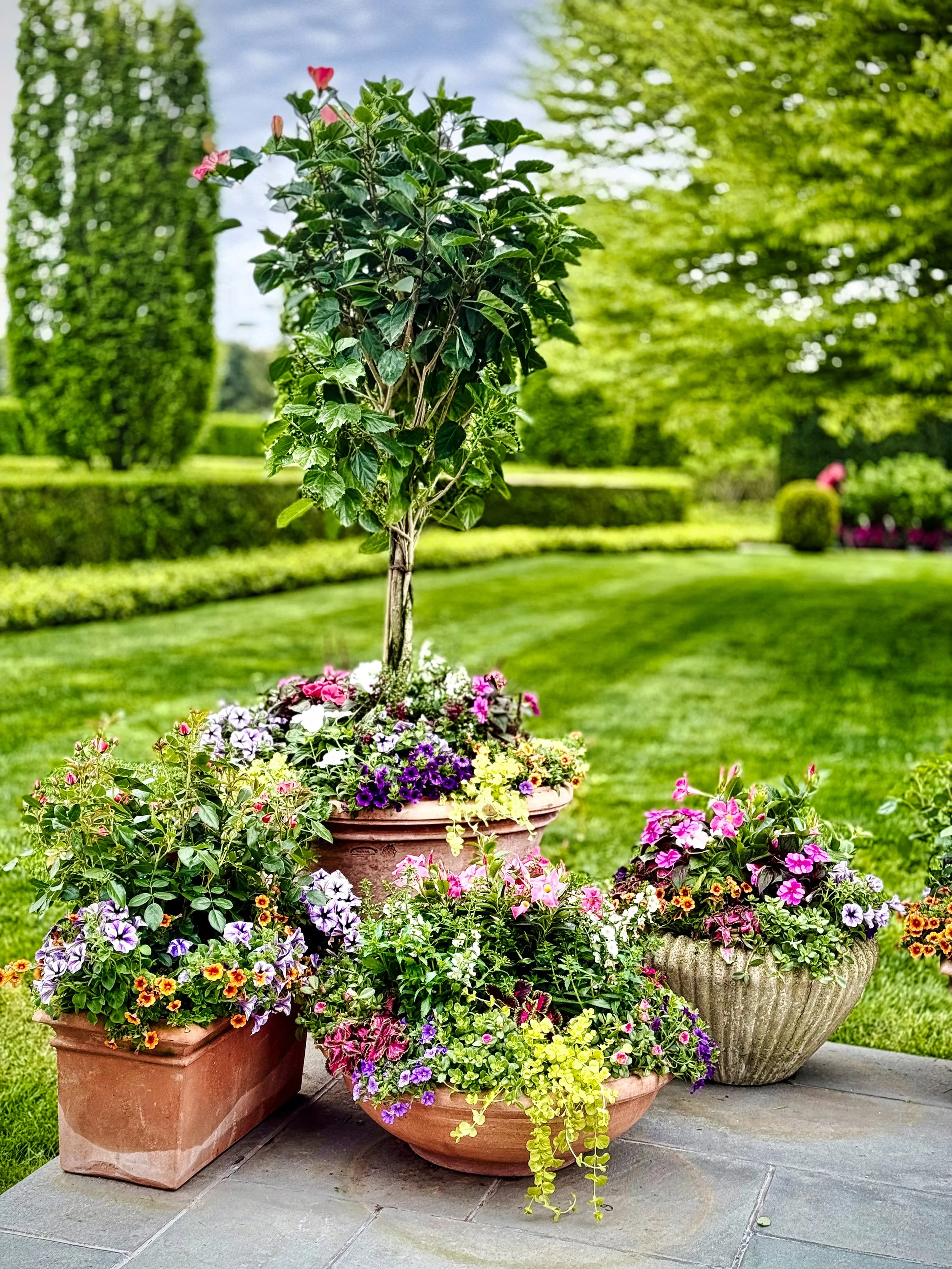 A garden scene with a potted tree surrounded by colorful flowering plants in various flower pots on a stone patio, with a well-manicured lawn and lush green trees in the background.