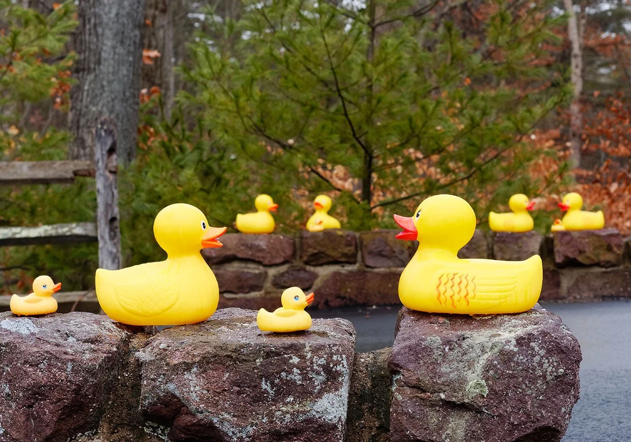Multiple yellow rubber ducks of varying sizes are placed on large rocks outdoors, with a background of trees and a stone wall.