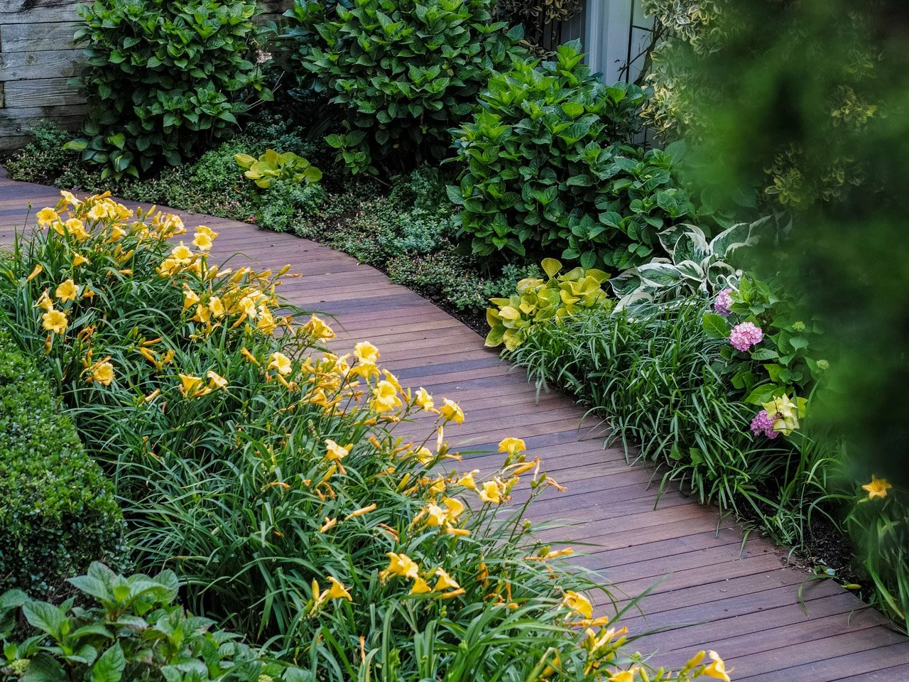 A wooden garden pathway bordered by yellow daylilies, green shrubs, and flowering plants.