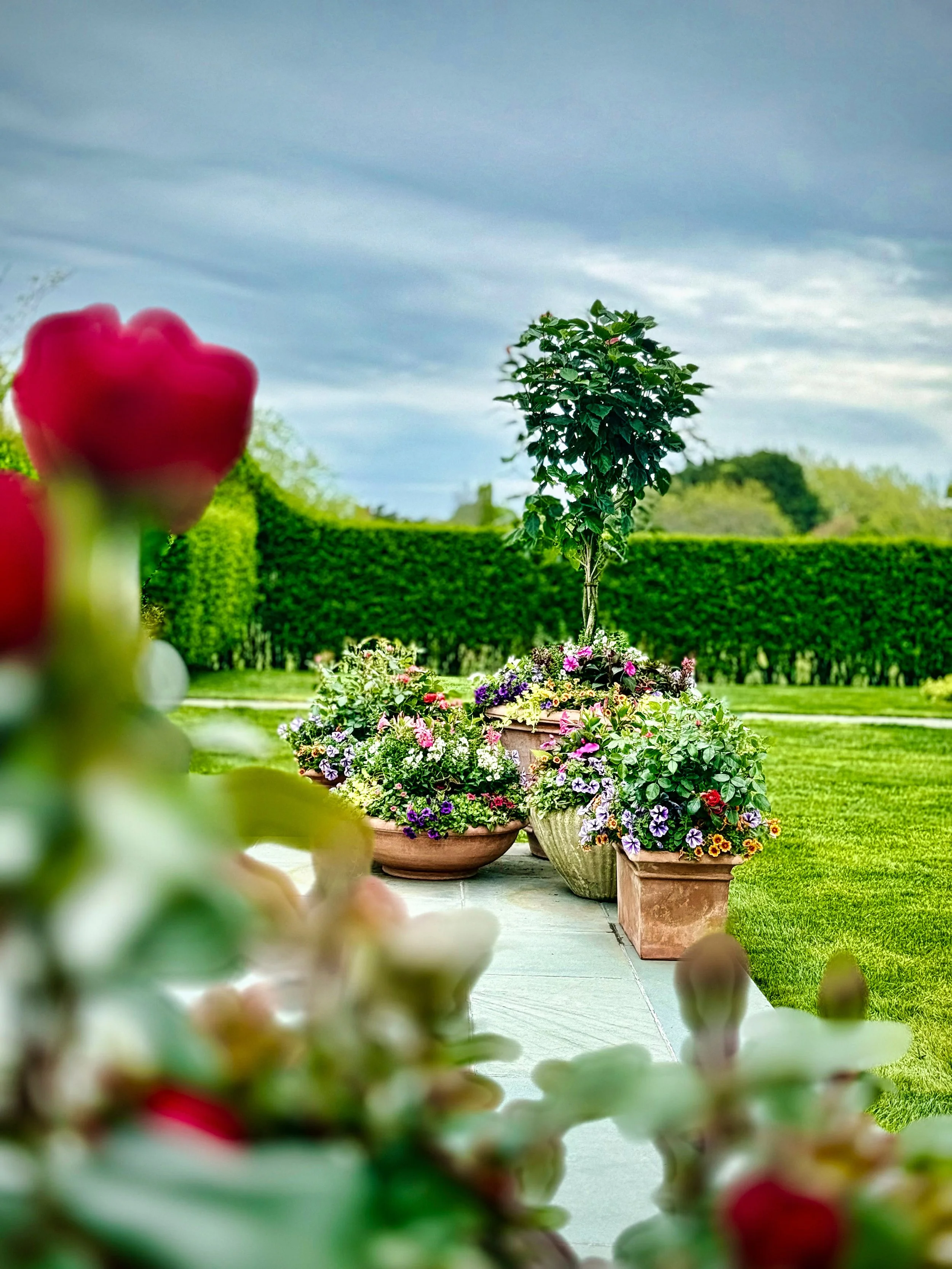 Colorful potted flowers on a garden pathway with a tree in the background and overcast sky.