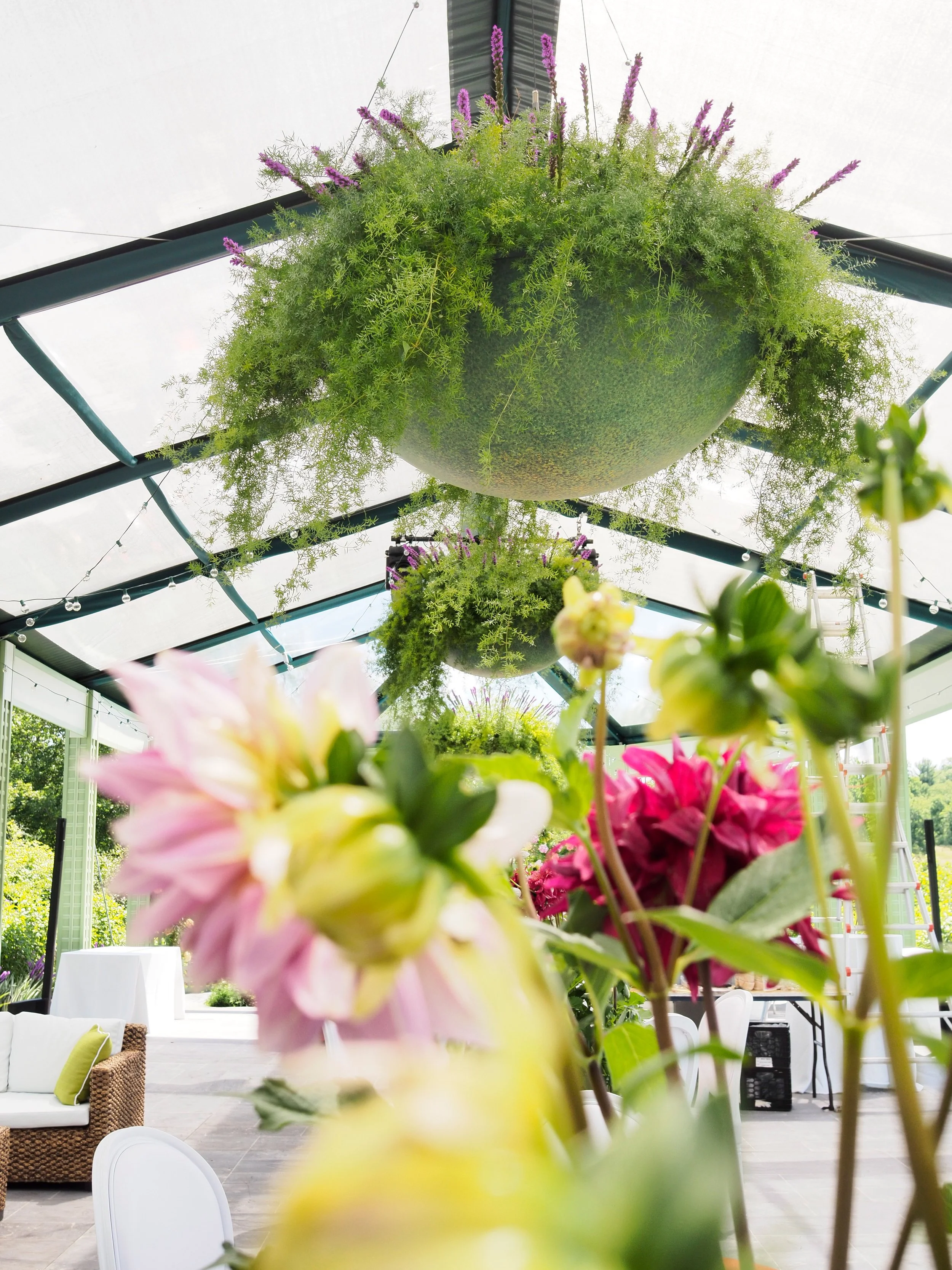 Hanging planters with purple and green plants inside a bright, open space with large windows and white walls, decorated with flowers and outdoor furniture.