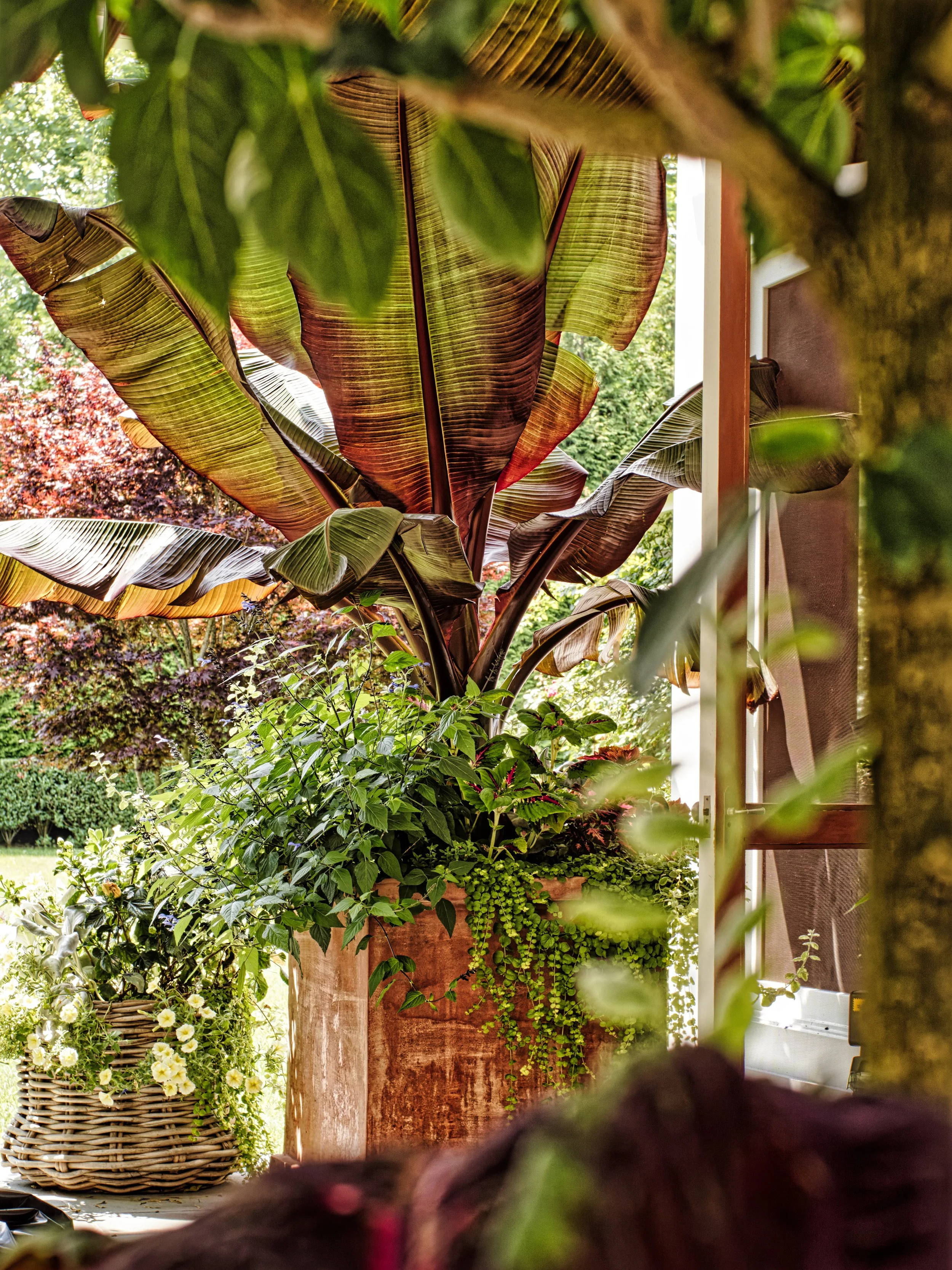 Green and reddish tropical plants in pots, with sunlight filtering through the leaves.