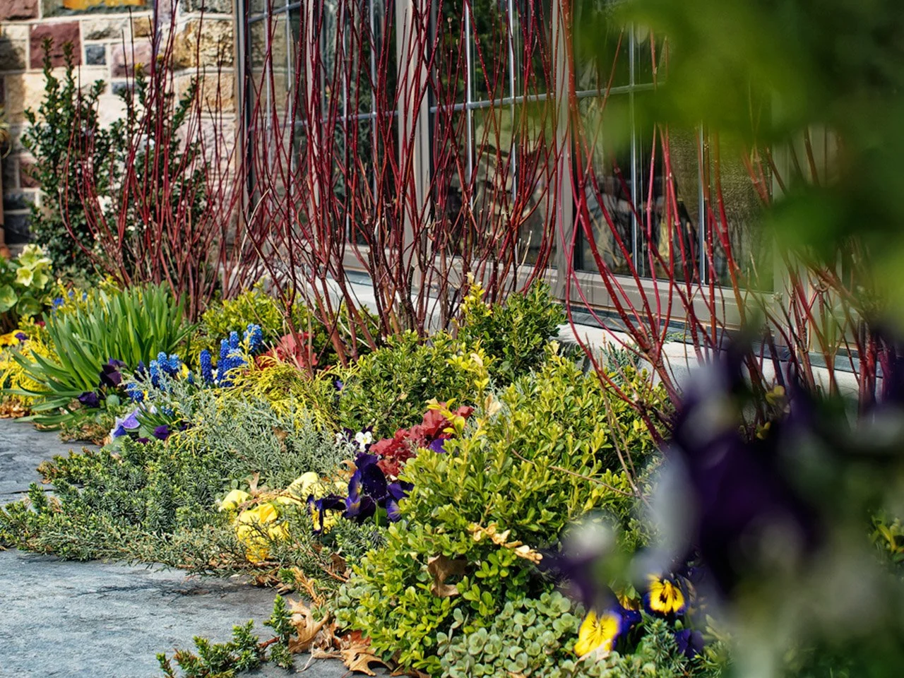 Colorful garden with flowering plants and bushes in front of a house window, with branches and leaves partially obscuring the view.