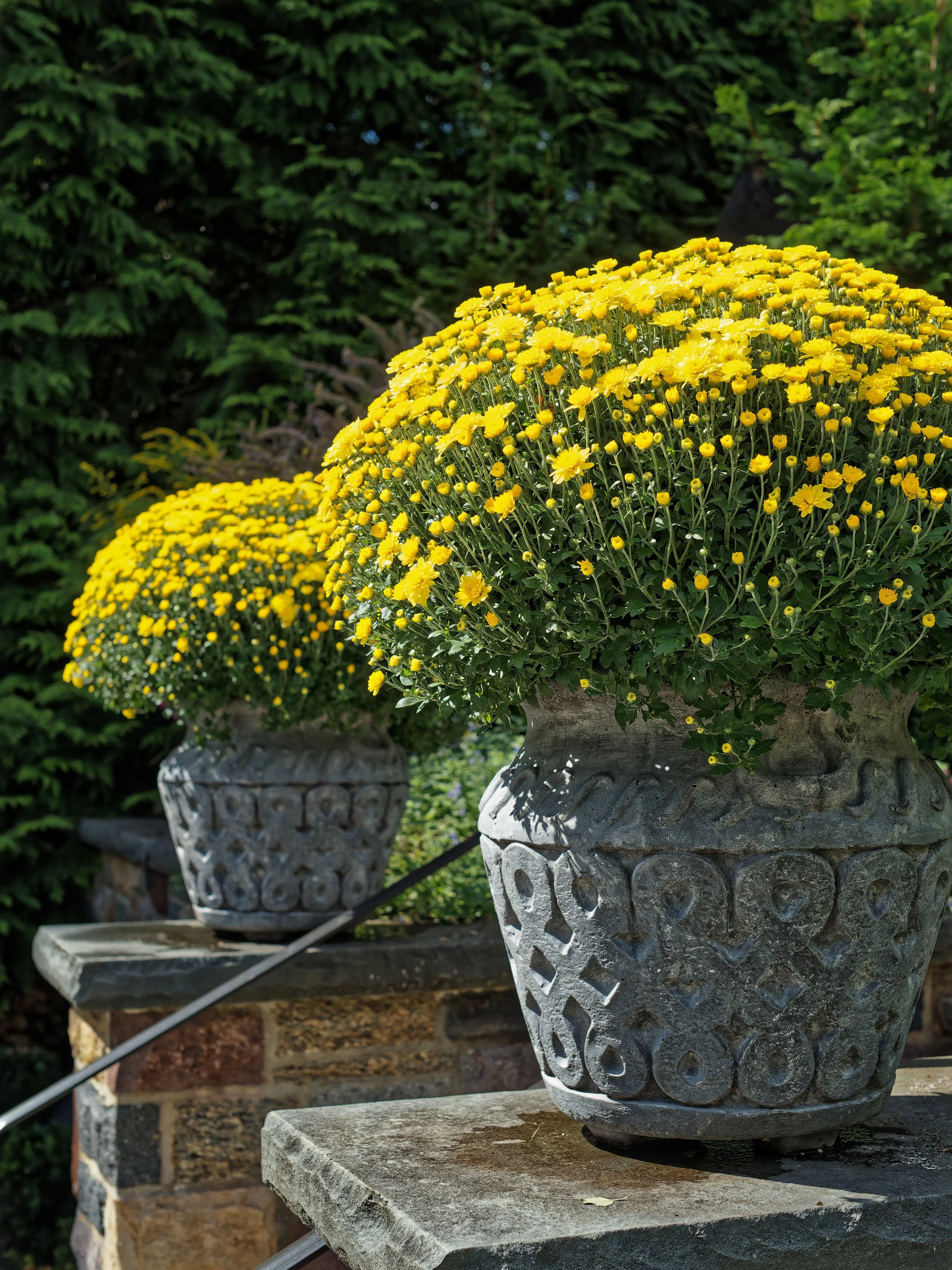 Two large grey stone planters with intricate carvings, filled with yellow flowering plants, positioned on a stone ledge outside, with greenery in the background.