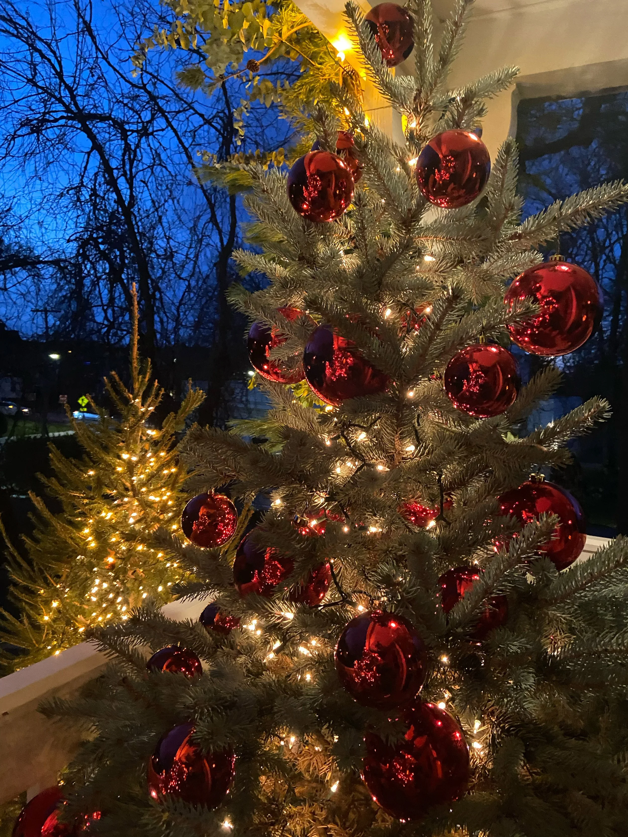 Christmas trees decorated with red ornaments and white lights in a nighttime setting outside.