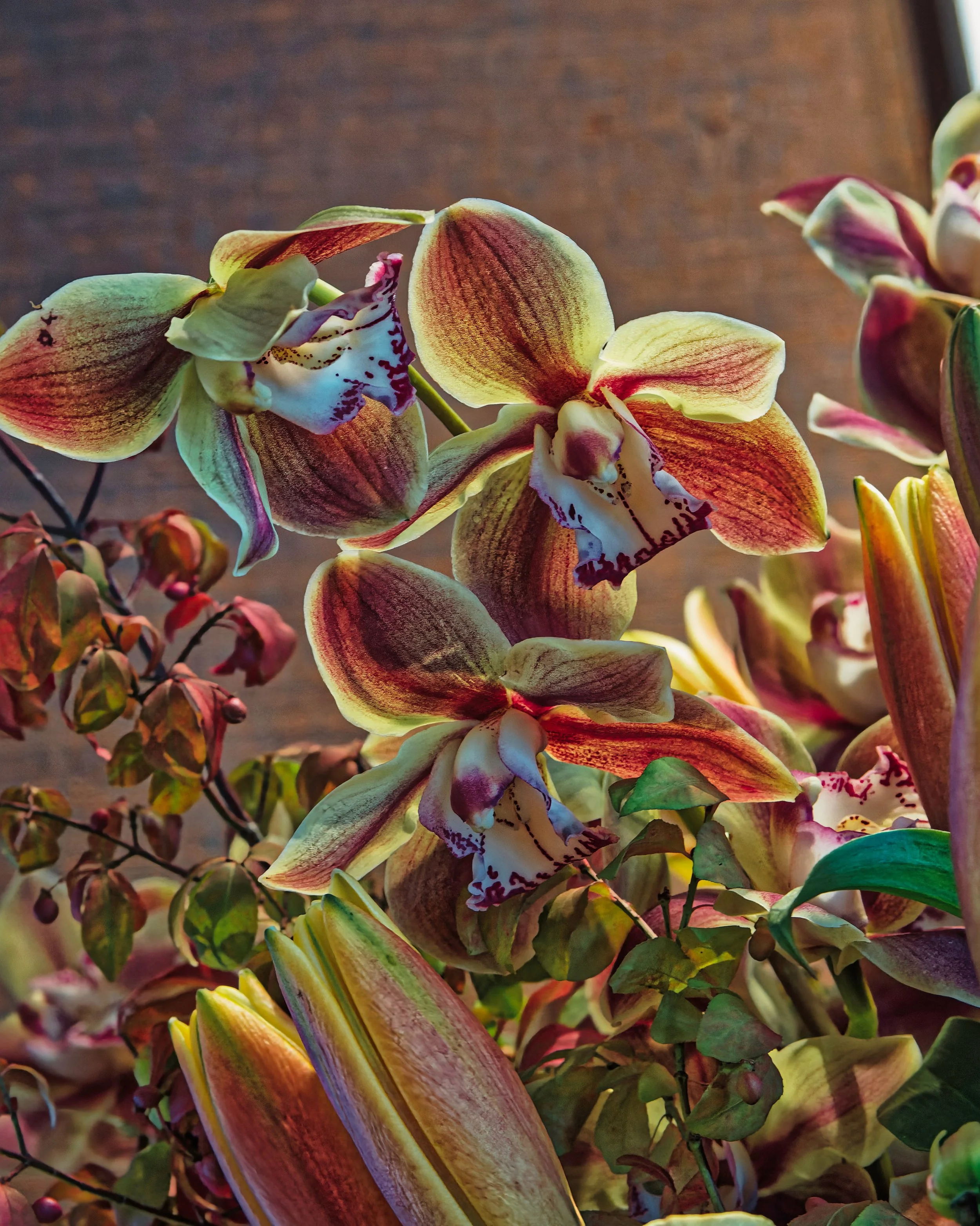 Close-up of colorful orchid flowers with yellow, pink, and white petals and intricate patterns.