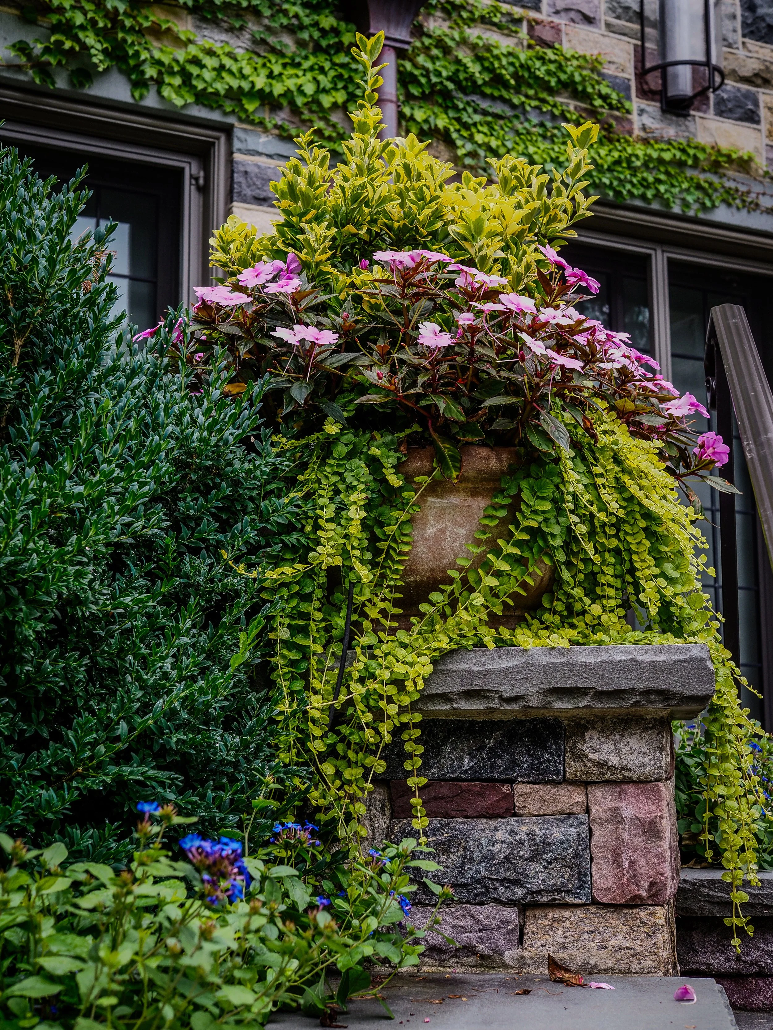 Flower arrangement with pink and purple flowers, green and yellow foliage in a stone planter outside a house with stone wall and windows.