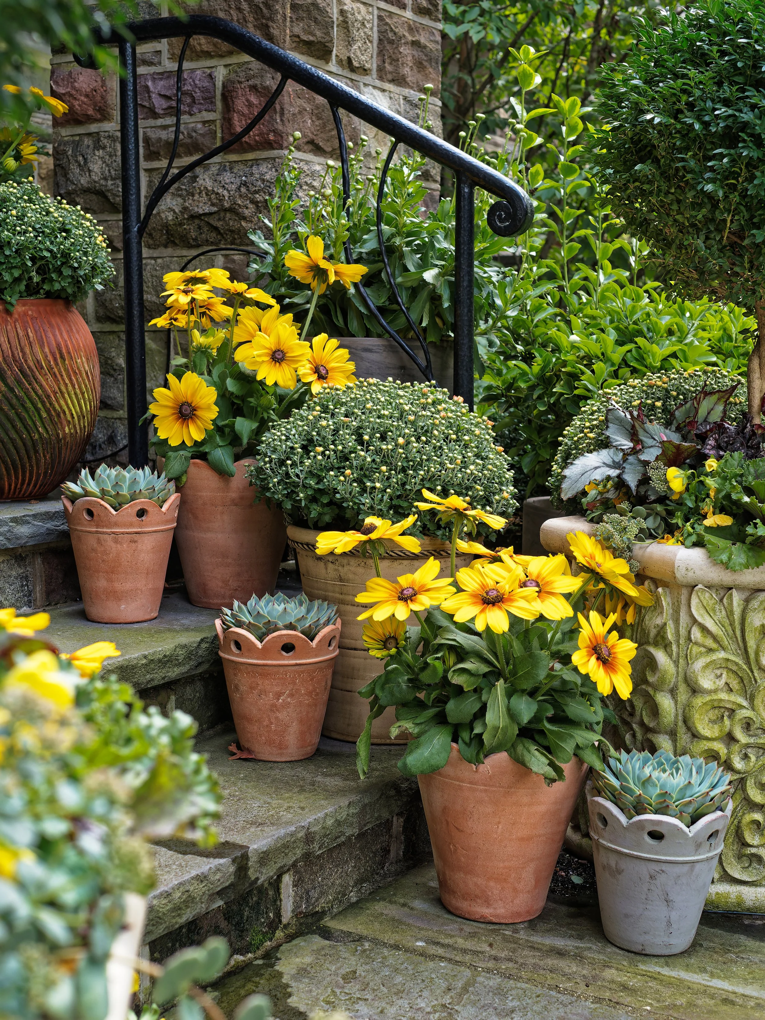 Flower pots with yellow flowers and succulents arranged on stone steps next to a stone wall and greenery.