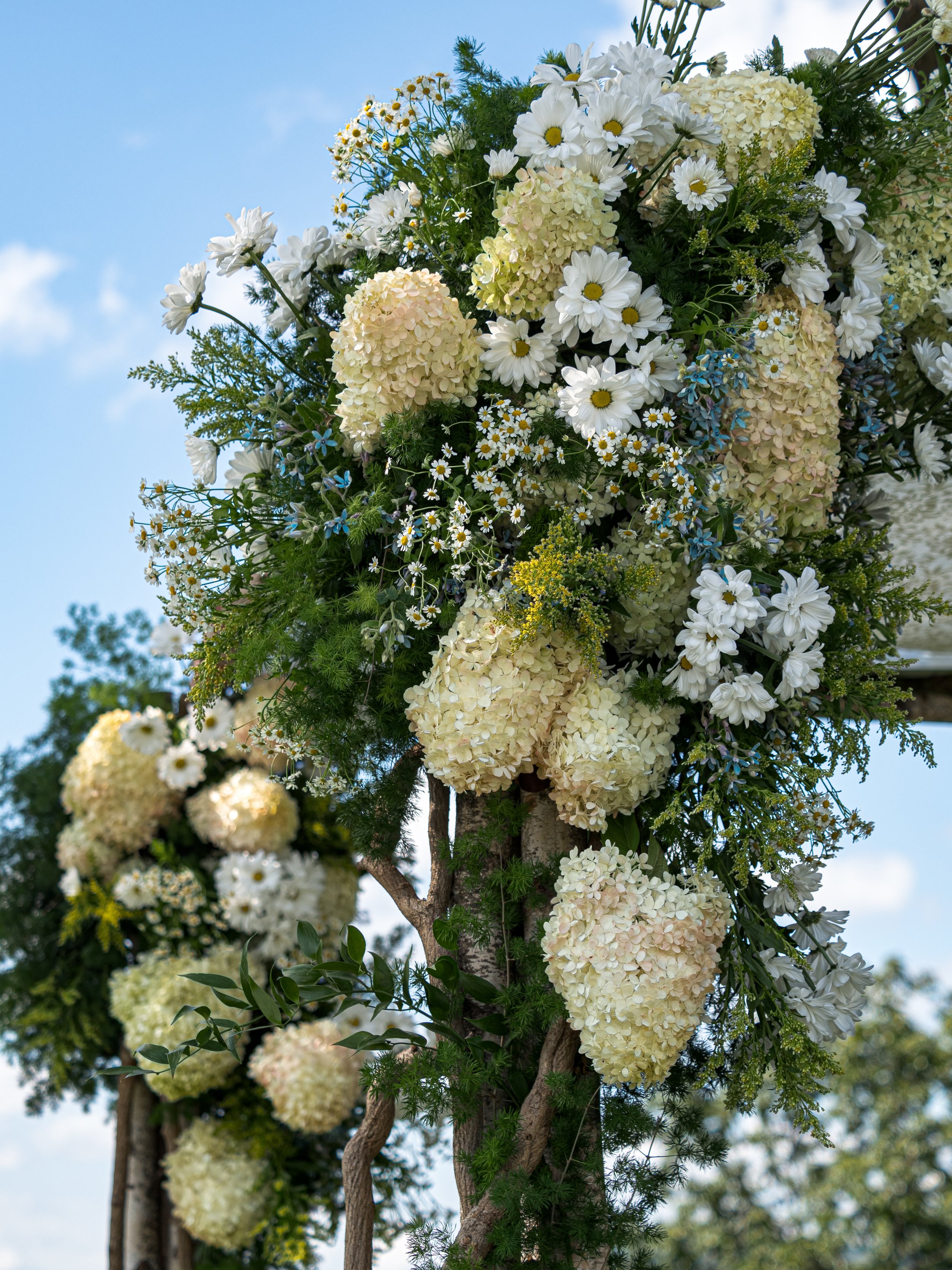 Arrangement of white and cream flowers on a tree with a blue sky background.