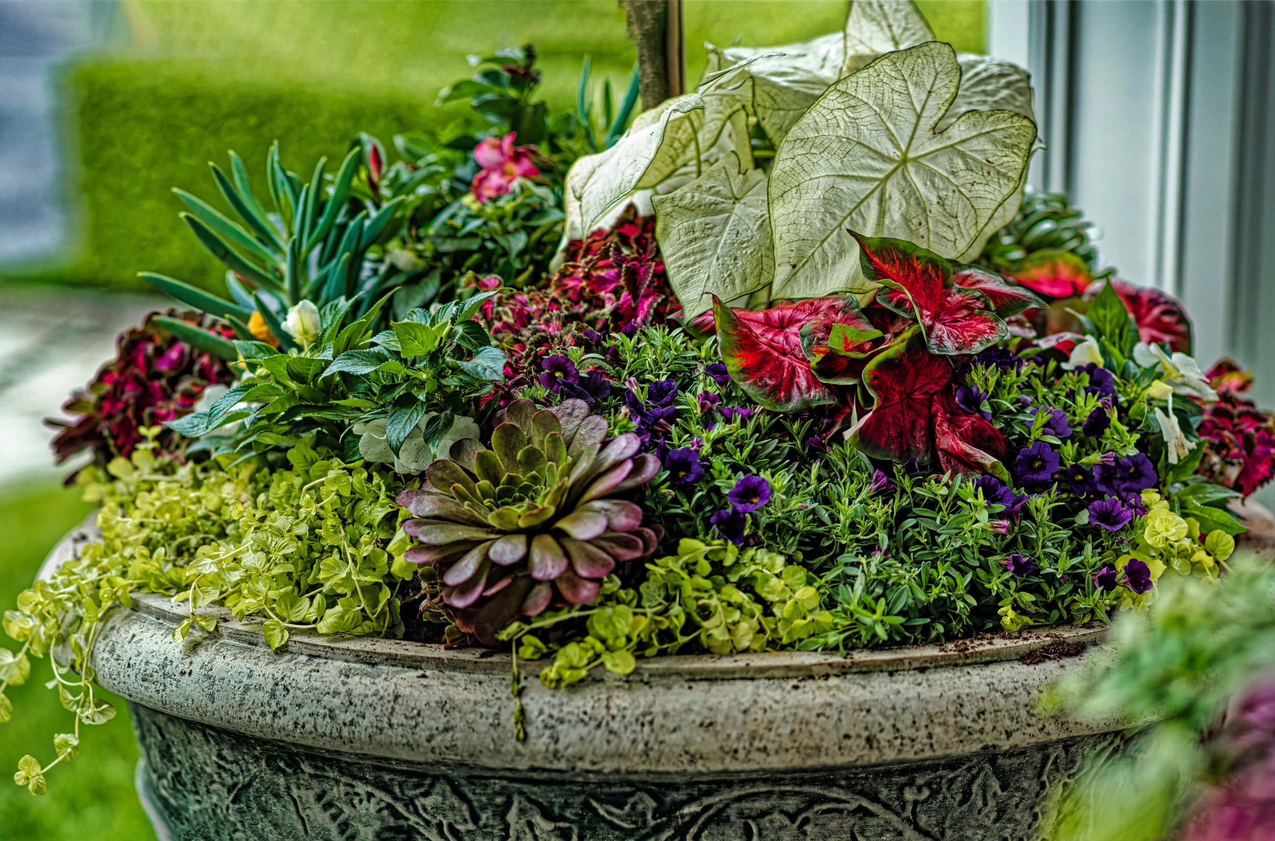 Colorful arrangement of various plants and flowers in a decorative stone planter, including succulents, purple and yellow flowers, and large green leaves.