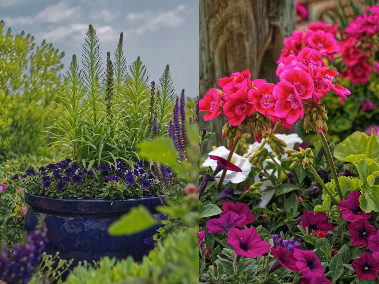A garden scene split into two parts: the left side features a large planter with purple and lavender flowers and green plants, set against a background of sky and trees; the right side shows a mix of pink, purple, and white flowers growing close to a