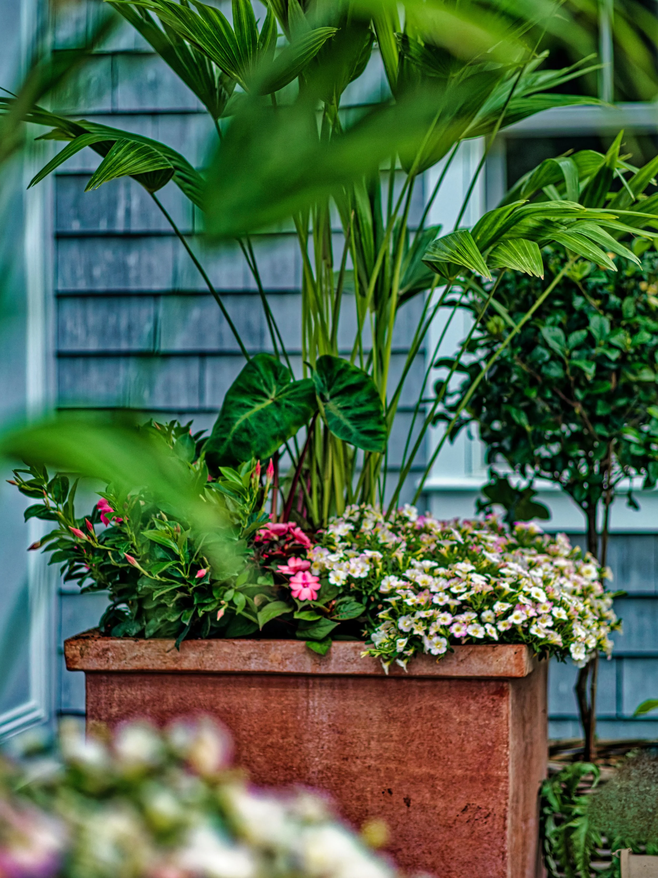 Flowering plants in a terracotta planter, including large green leaves and small pink and white flowers, placed outdoors near a house with gray siding.