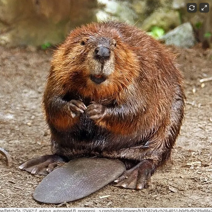 Chaos arrives in the Arctic. The beavers are here.
