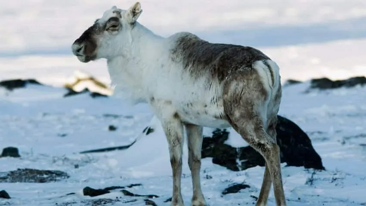 A dog standing on snow-covered ground with black rocks, in a cold, Arctic-like environment.