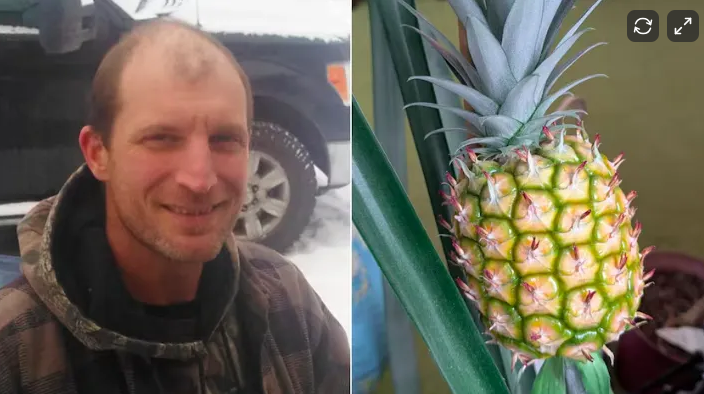 A split image showing a man outdoors on the left and a close-up of a pineapple plant on the right.