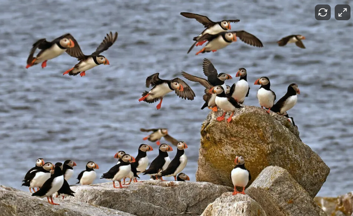Puffins are among major migratory bird species experiencing a massive 2026 die-off.