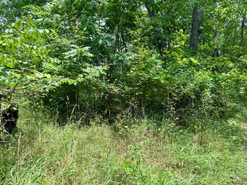 4.54 Wooded Acres near Rush Lake