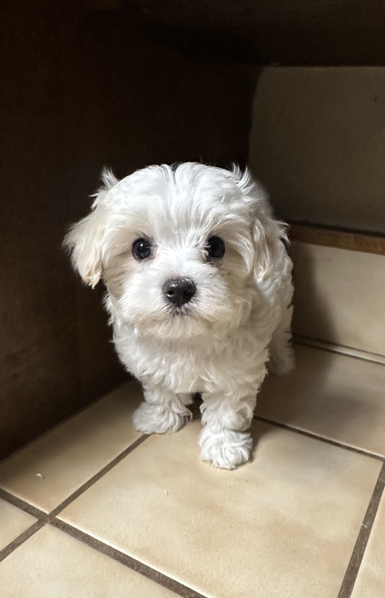 Daisy-10 wk female Maltese- Available!