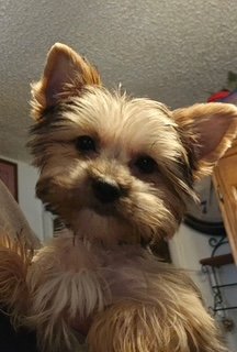 Chevelle