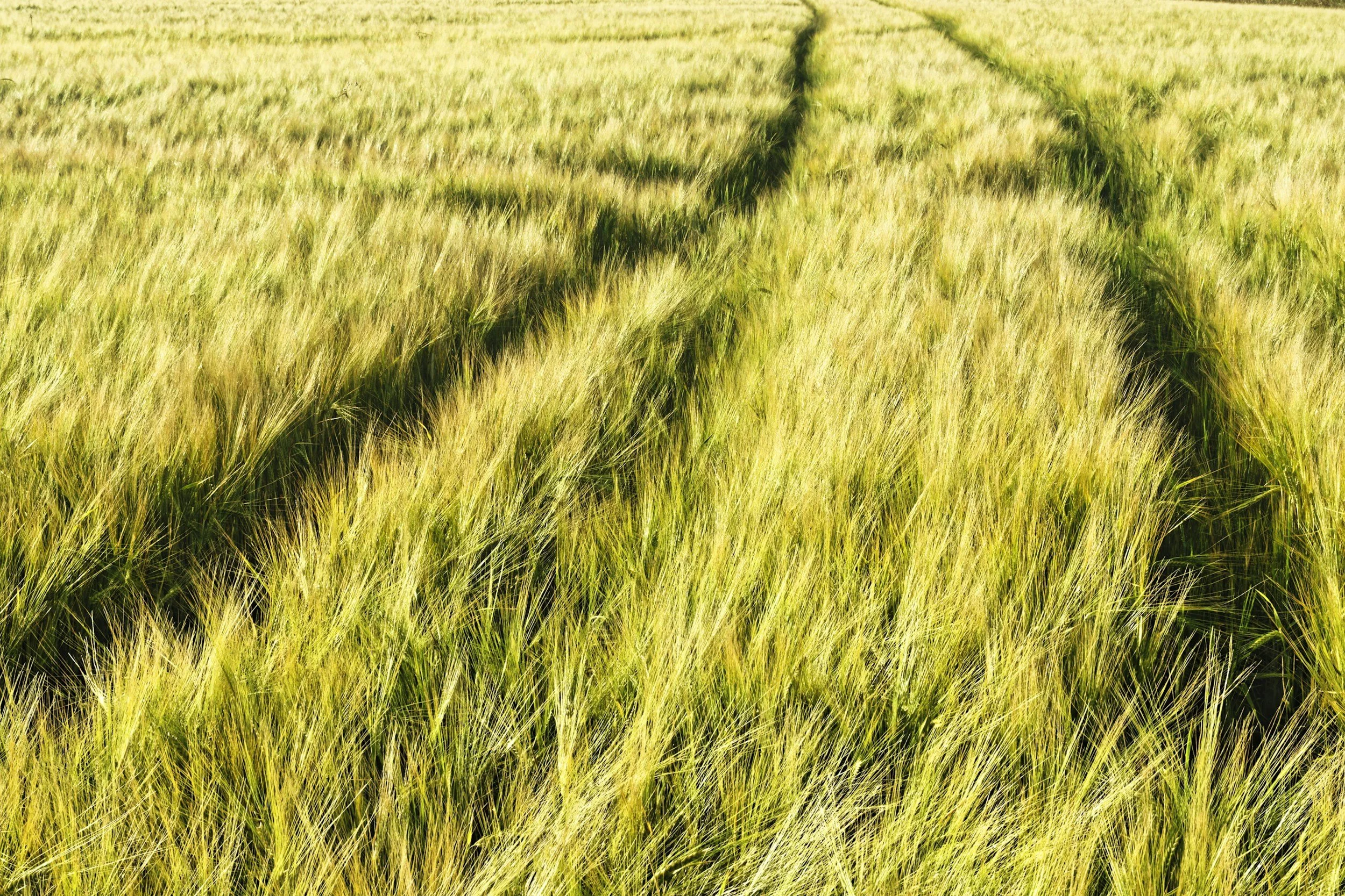 Sunlit field of tall golden-green grass with faint tractor tracks