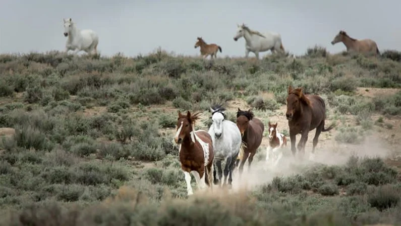 Herd of wild horses running through sagebrush-covered desert terrain, with more horses on a ridge in the background