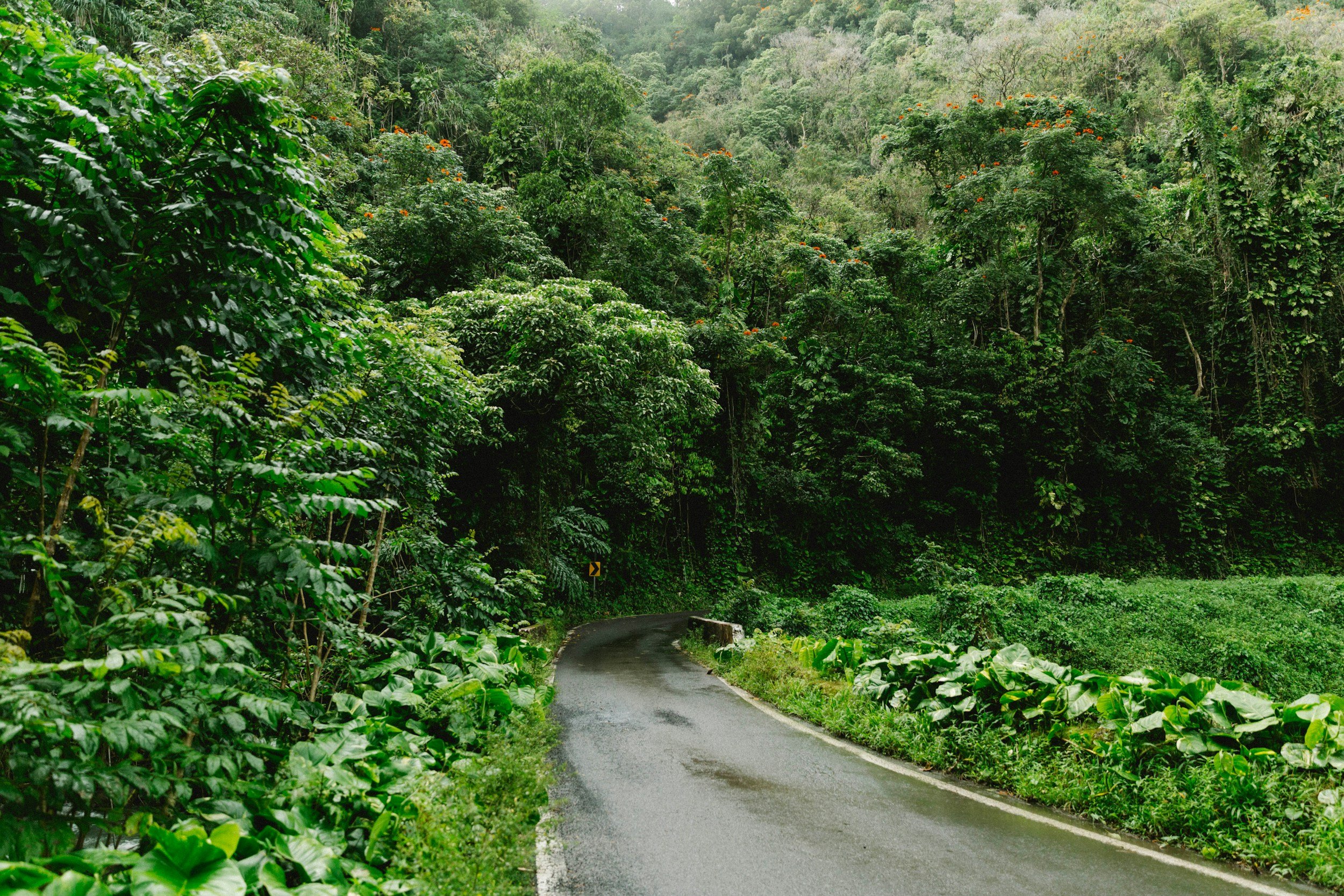 Road to Hana Tour
