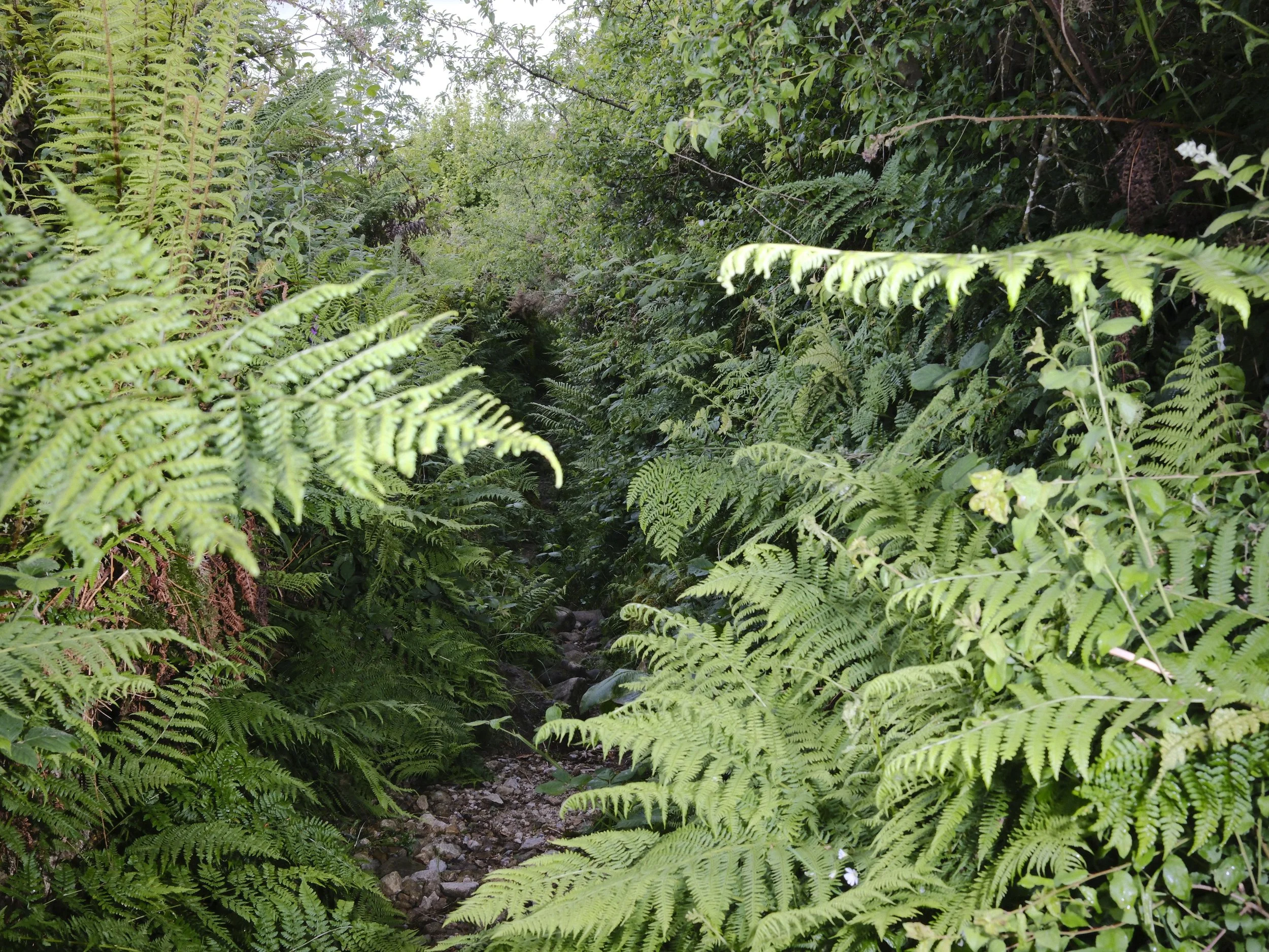_DSF0970.JPG