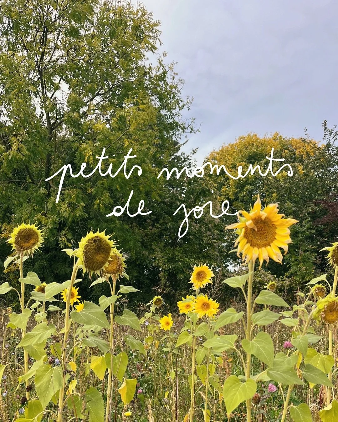 Petits moments de joie 🌻🥰

#cercledefemmes #sororit&eacute; #spiritualit&eacute;f&eacute;minine #ritueldefemmes #f&eacute;minin #spiritualit&eacute; #spirituality #passagedame #trusttheprocess #intuitive #intuition #passeurd&acirc;mes #energetichea