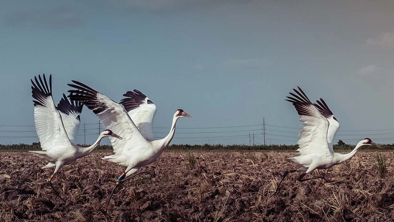 whooping-cranes.jpg