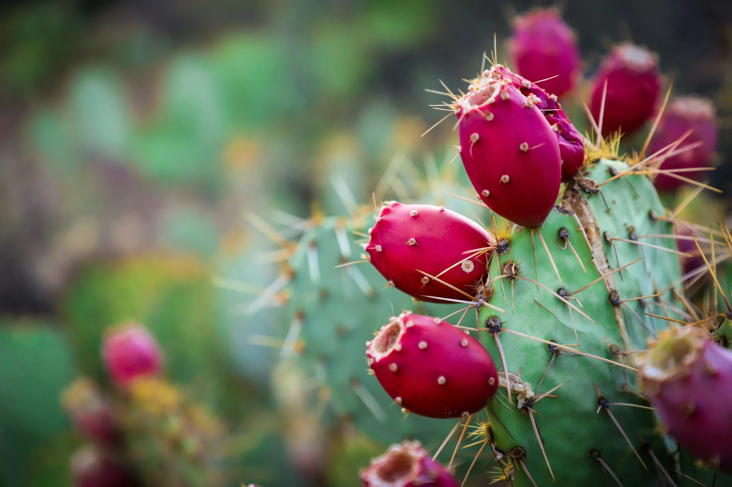 Prickly pear oil showcasing antioxidants and vitamins that hydrate, soothe, and support radiant, youthful skin.