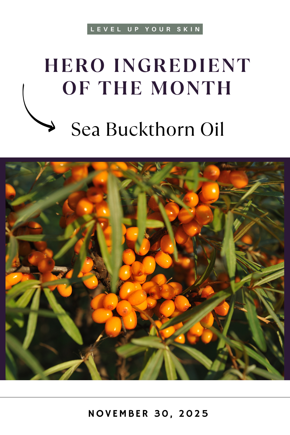 Hero Ingredient of the Month: Sea Buckthorn Oil