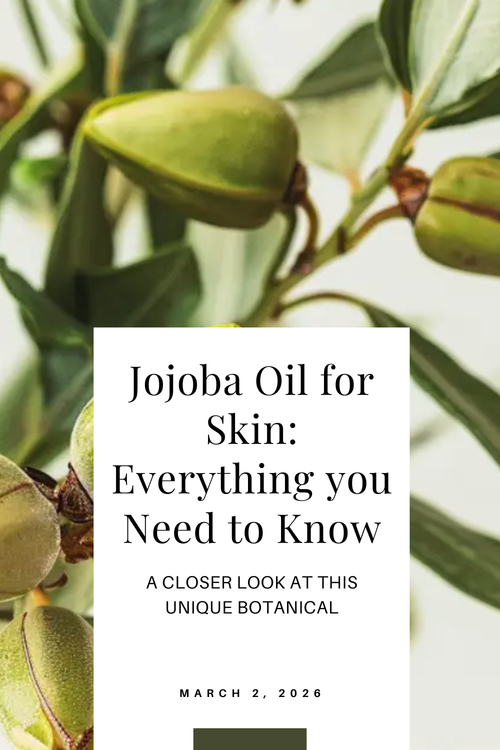 Jojoba Oil for Skin: Everything you Need to Know