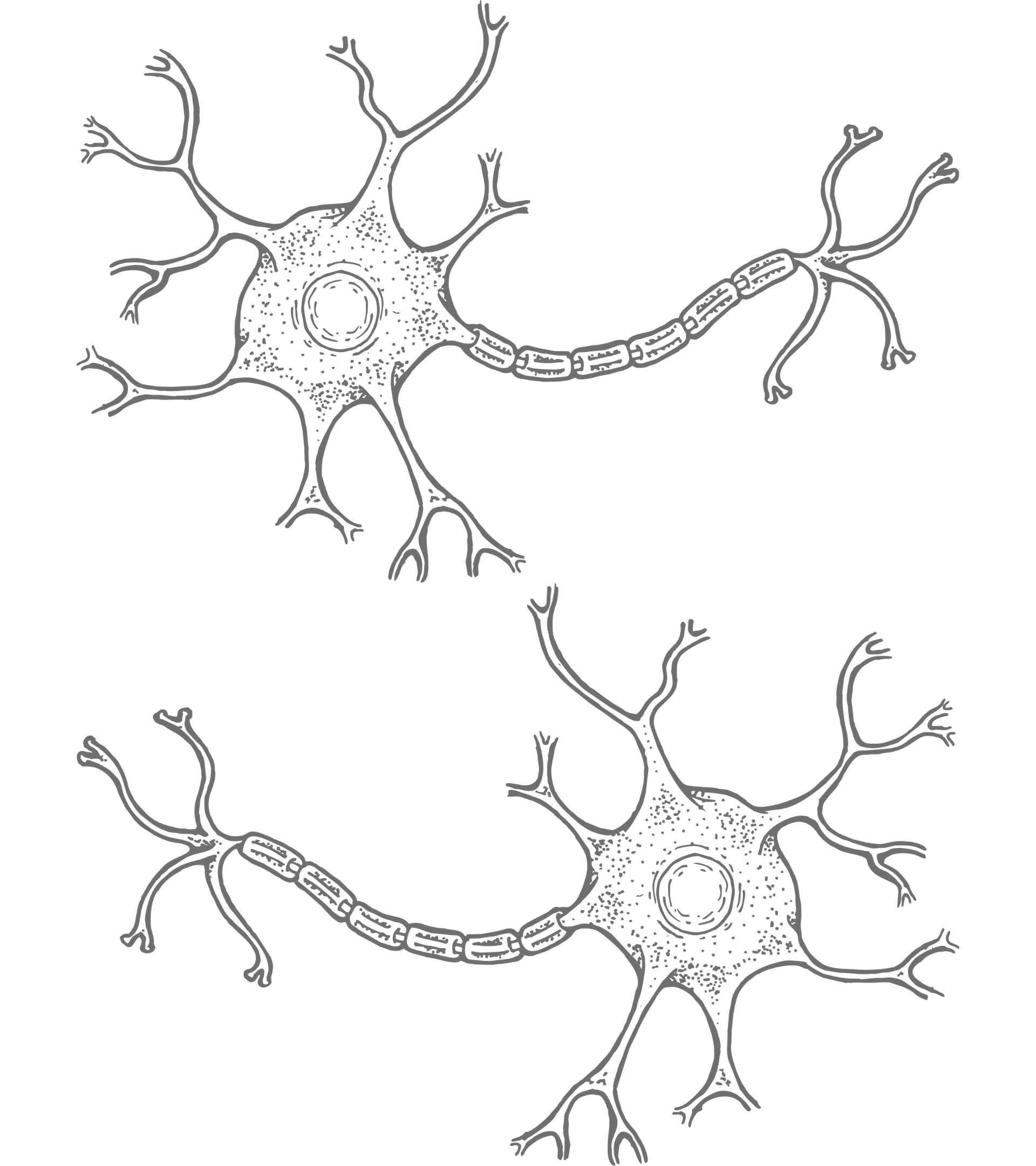 Vital Neurology LLC
