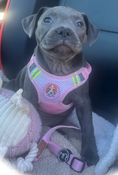 Animal-Assisted Therapy with Skyla at Lakeside Rooms