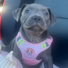 Animal-Assisted Therapy with Skyla at Lakeside Rooms