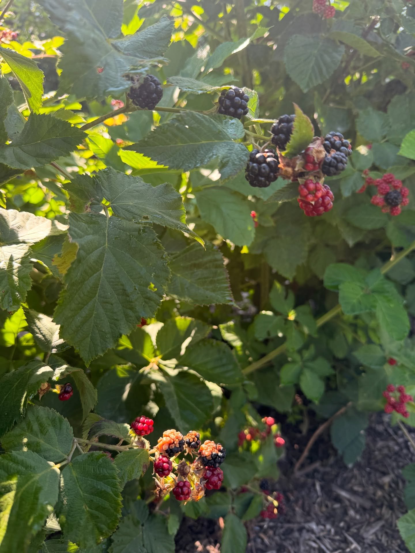 A little morning picking. The blackberries at The Edge of the Woods Raspberry Farm are always top notch. Plump, juicy, flavorful. Look for a flavor featuring blackberries later this month.