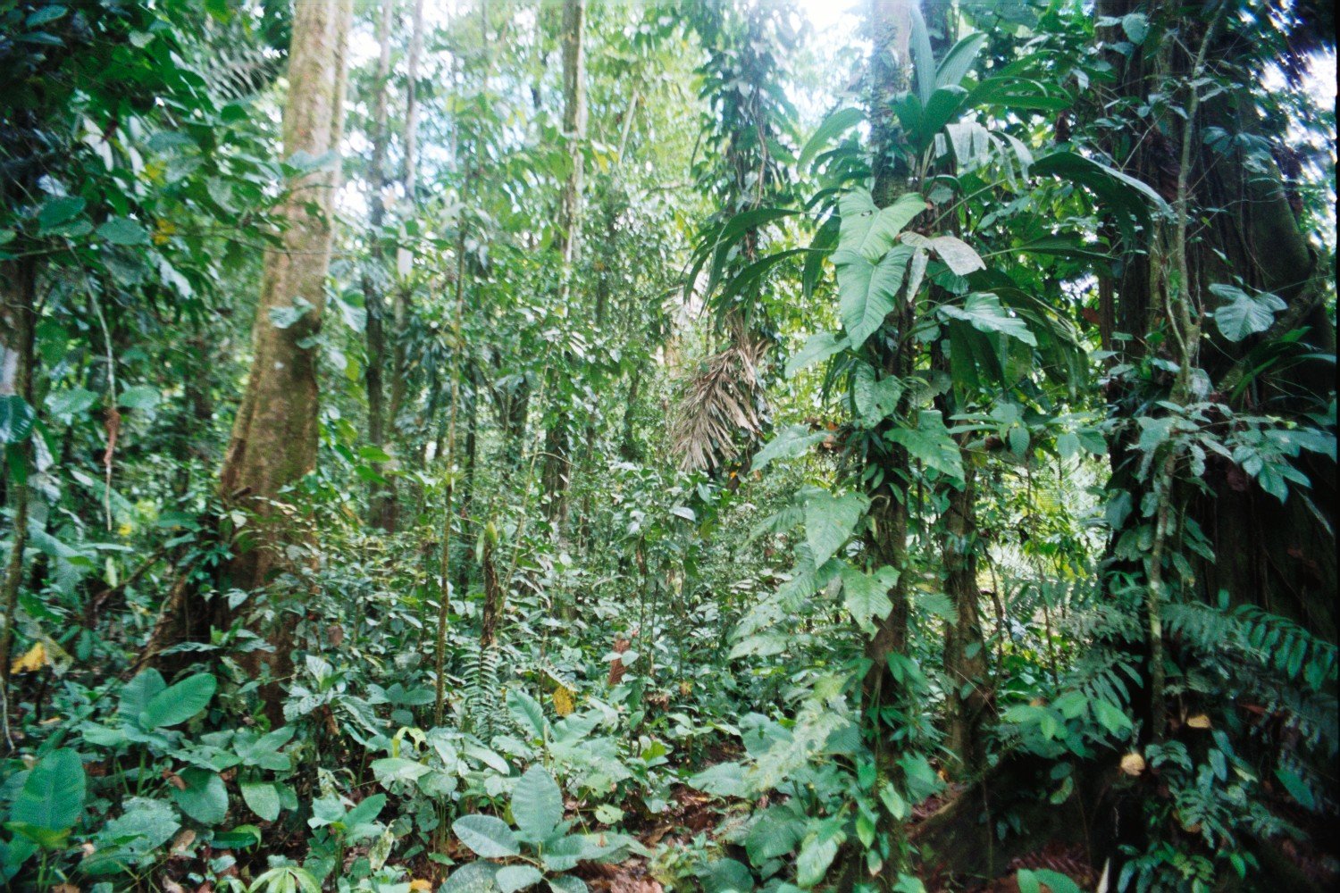 Our grandfather is the jagaur