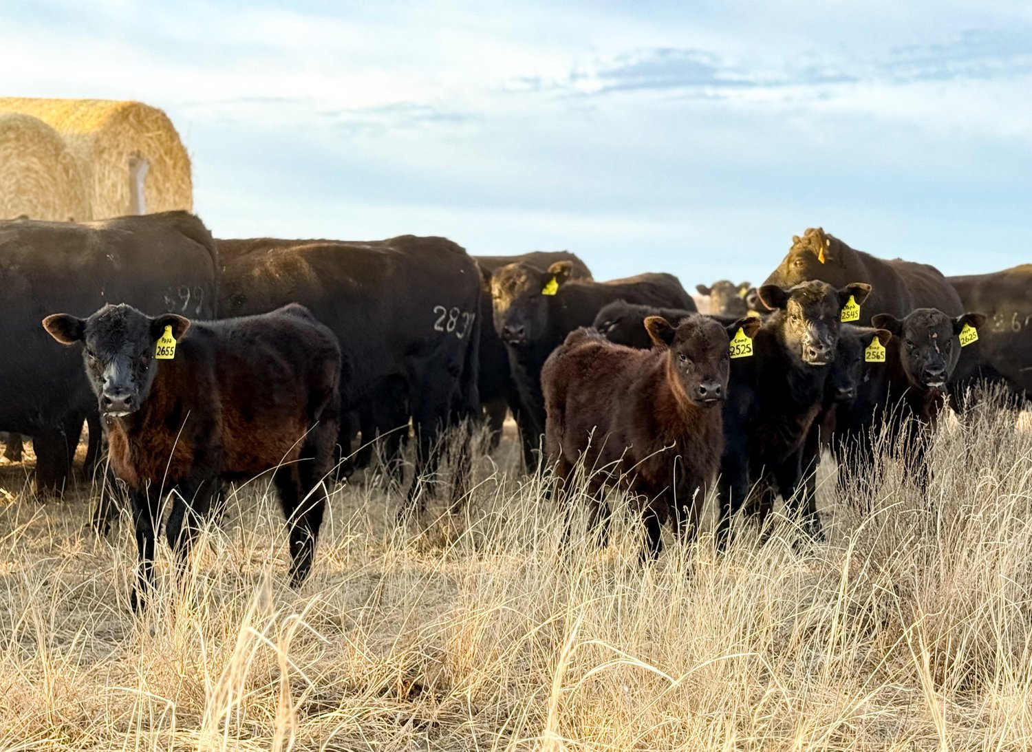 Cattle for Sale — Littlerobe Angus Ranch