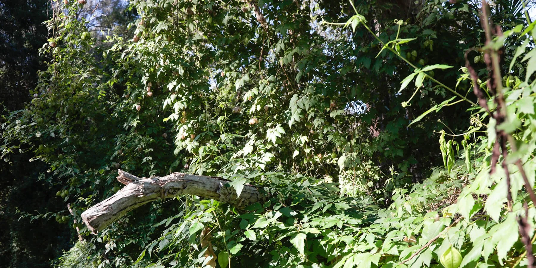 14big_Q0A0456_1800x900tiny.jpg