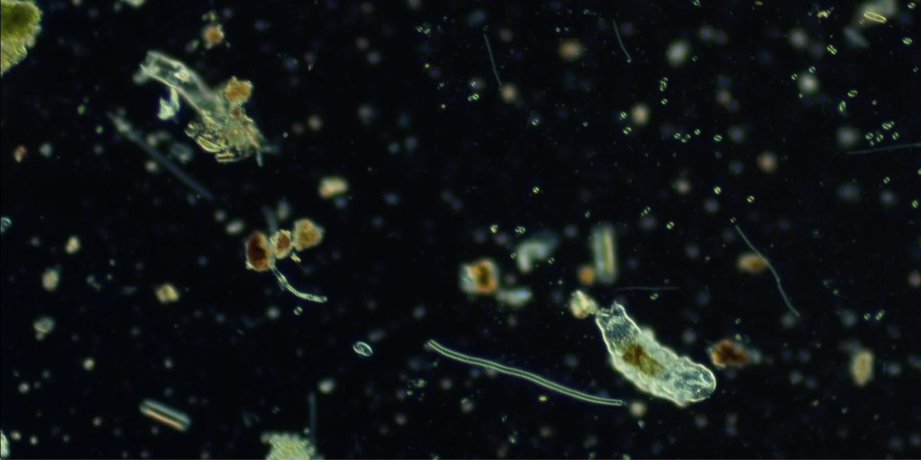 MTH Symbiont – 1 compressed).jpg