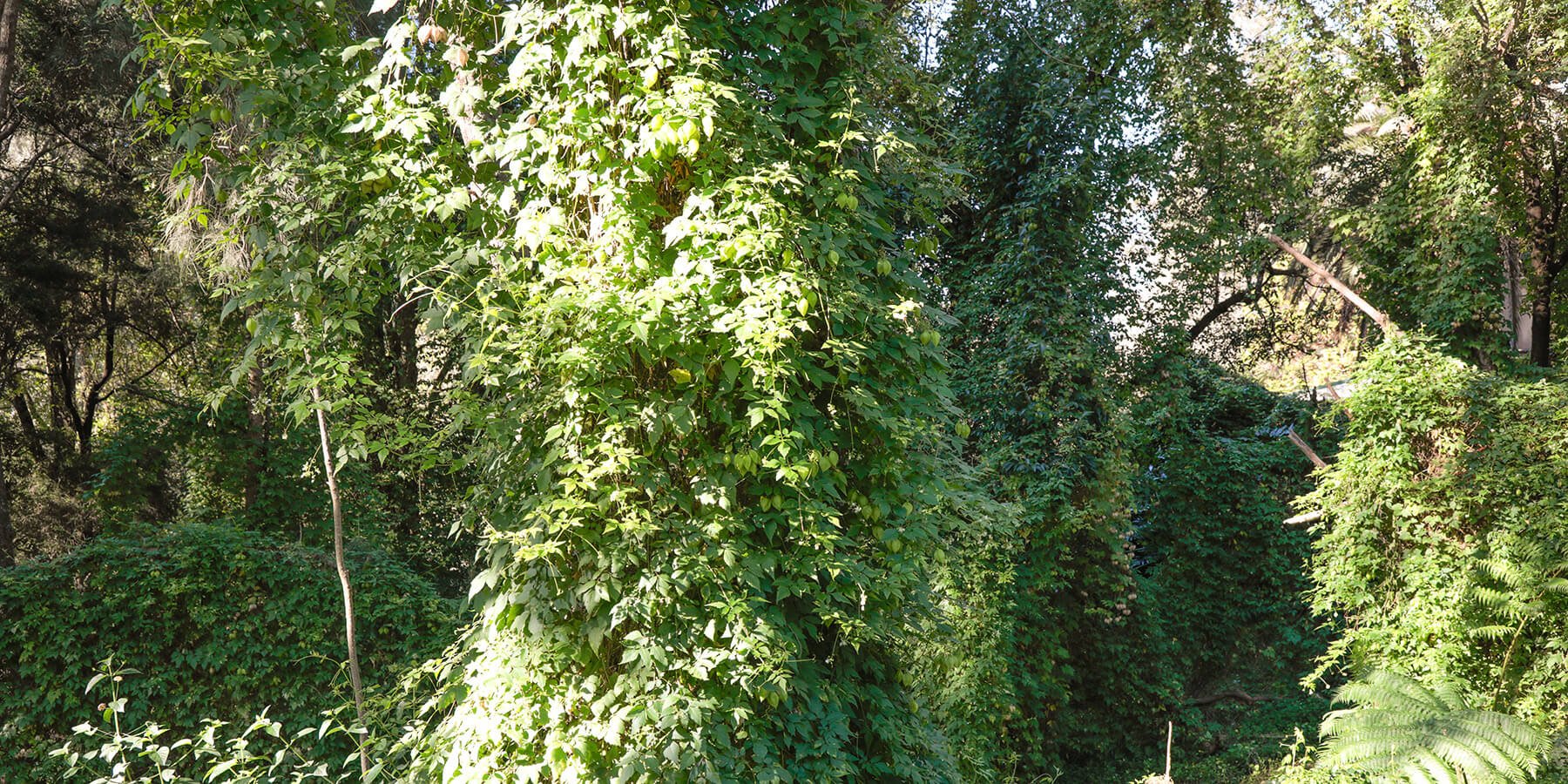 13big_Q0A0452_1800x900tiny.jpg