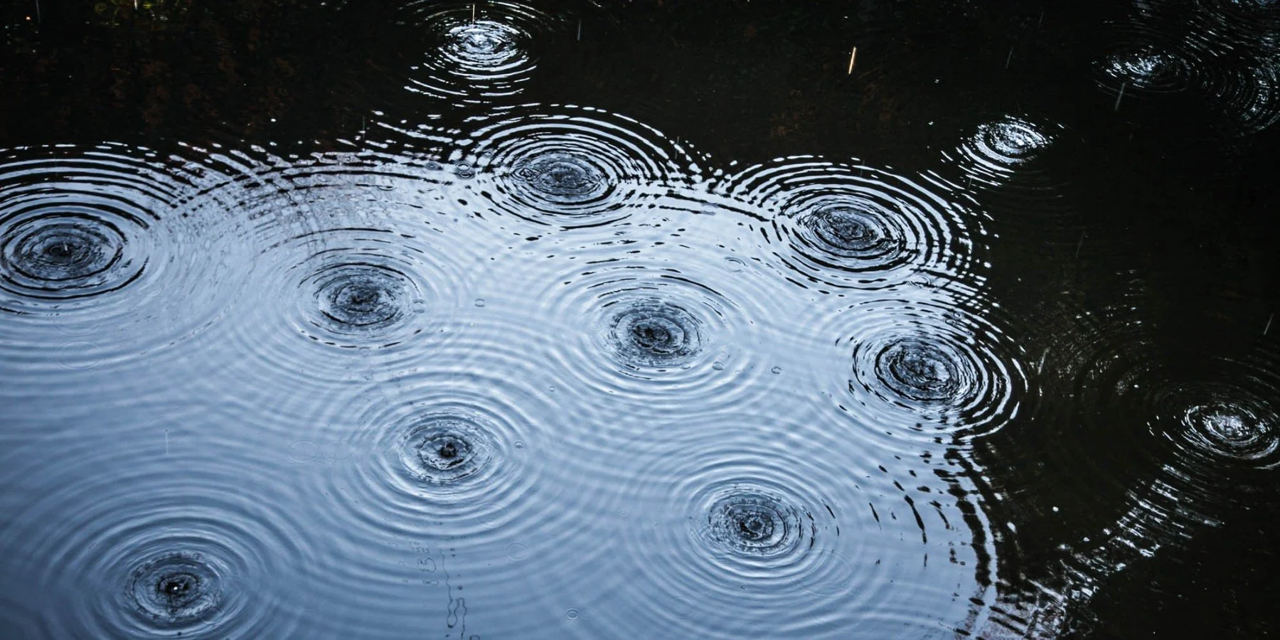 HE Forget Me Not – 1 compressed).jpg