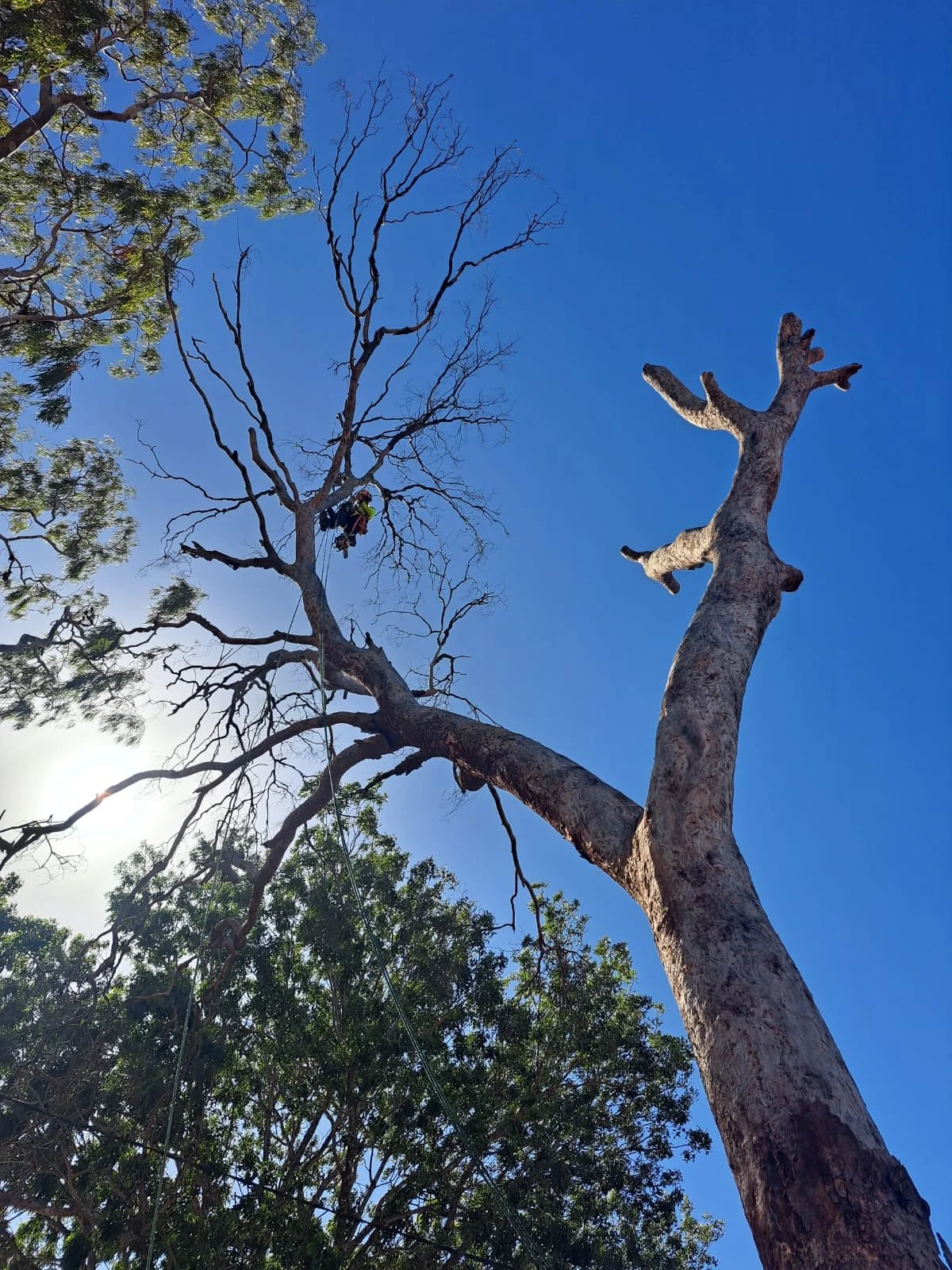 Dead tree Groote.JPG