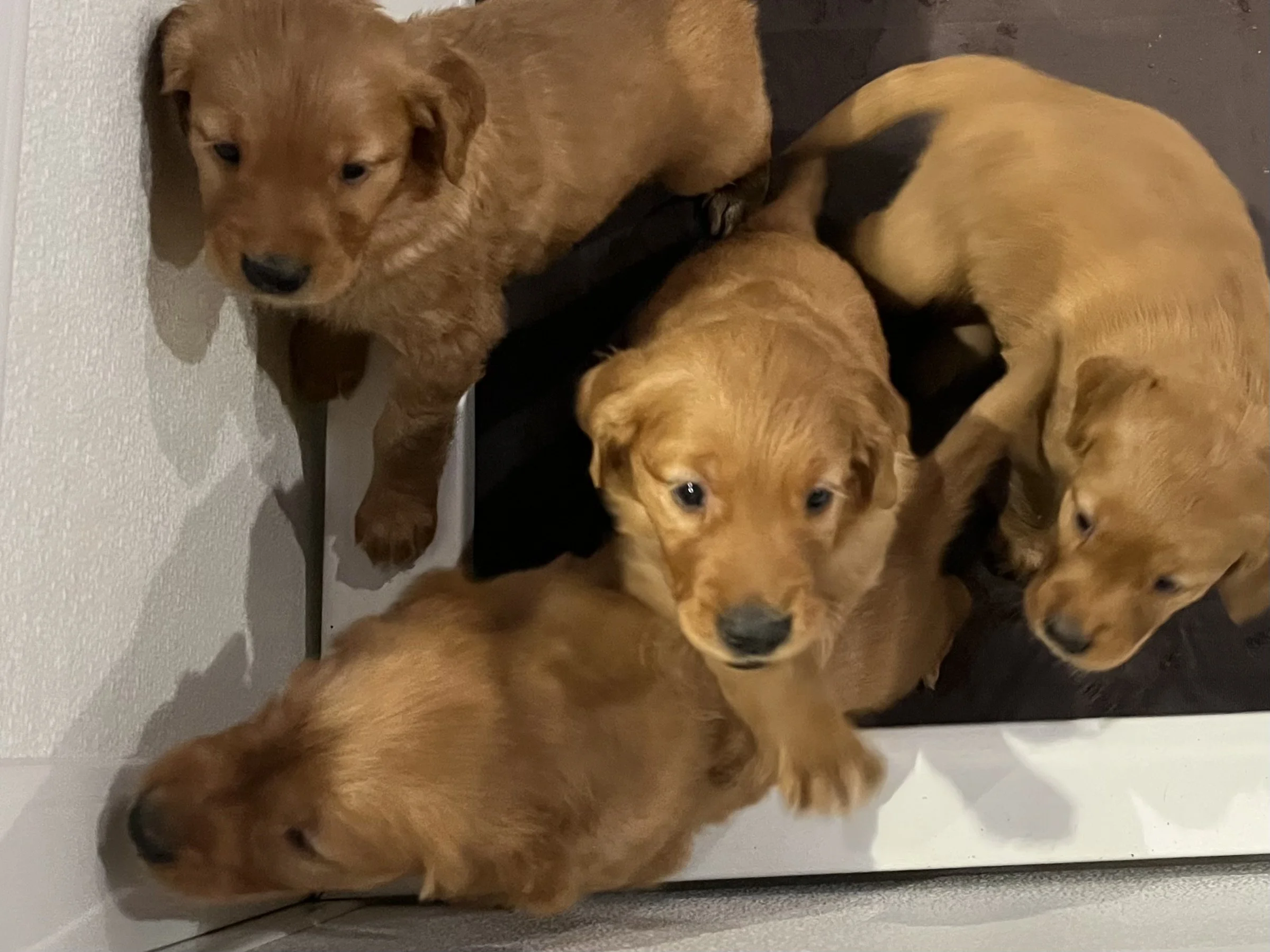 Four golden retriever puppies in a small enclosed space, some lying down and one sitting, with one puppy looking directly at the camera.